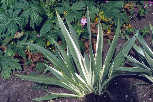 IRIS foetidissima 'Variegata'?