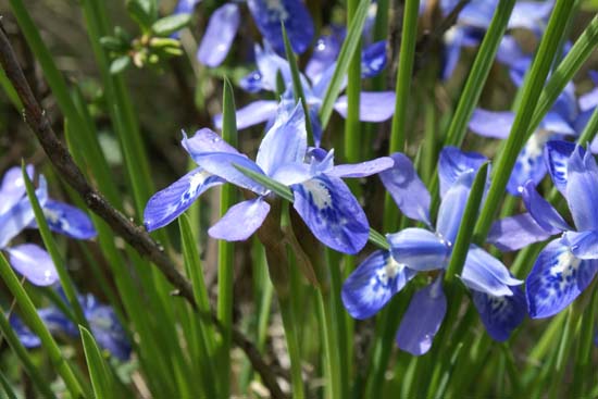 IRIS goniocarpa