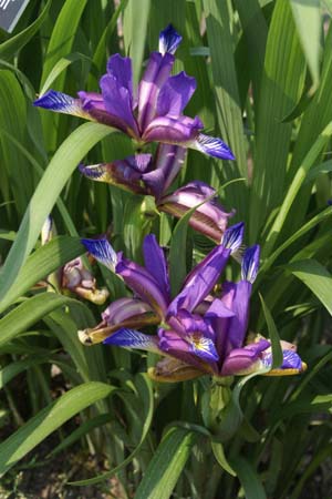 Iris graminea 'Compact Form'