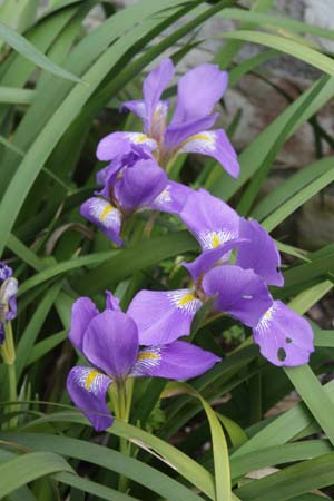 Iris lazica