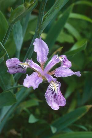 Iris milesii
