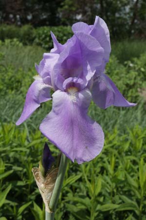 Iris pallida dalmatica
