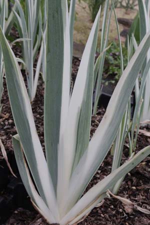 Iris pallida 'Argentea Variegata'