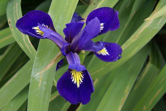 IRIS x versilaev 'Princess'