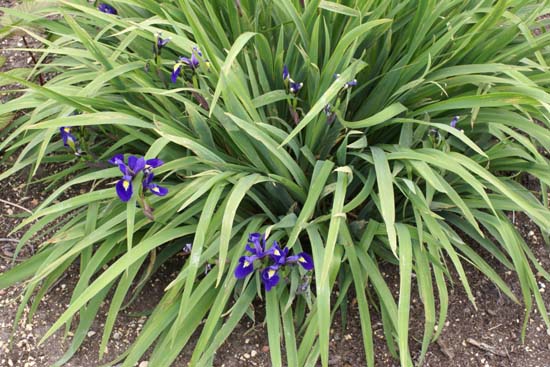 Iris x versilaev 'Princess'