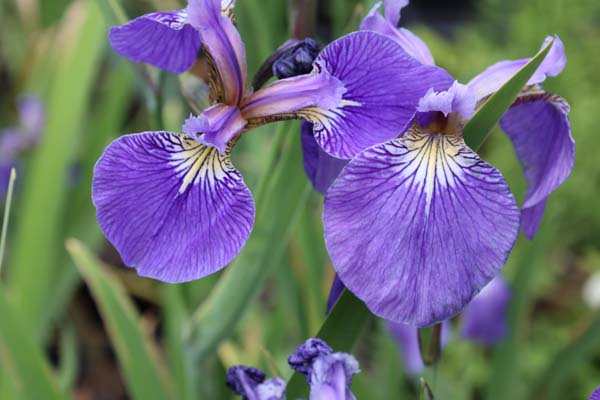 Iris setosa (coll. Sachalin)