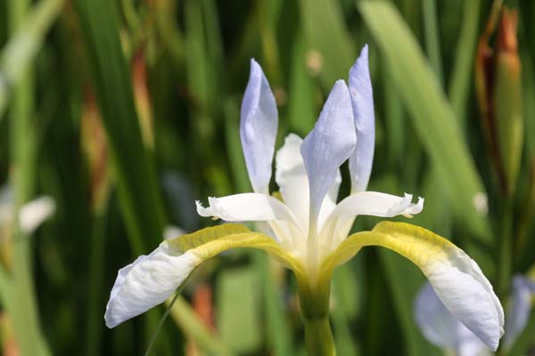 Iris sibirica 'Summer Sky'