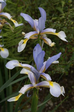 IRIS spuria musulmanica