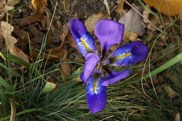 Iris unguicularis