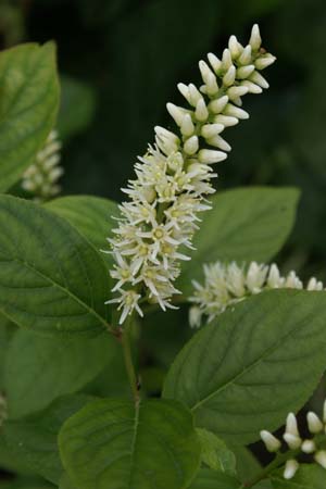 Itea japonica 'Beppu'