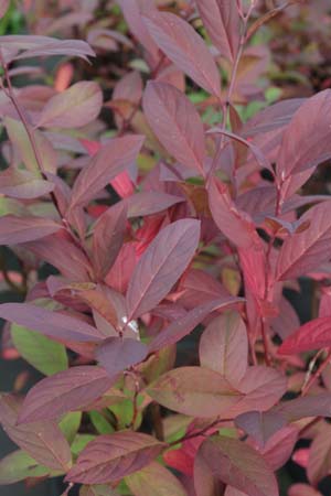 Itea virginica 'Henry's Garnet'