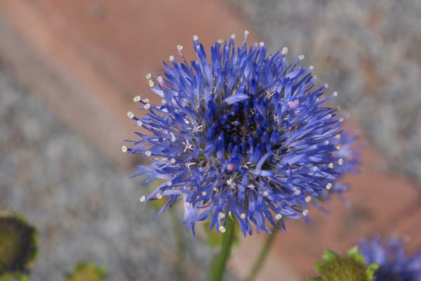 Jasione laevis