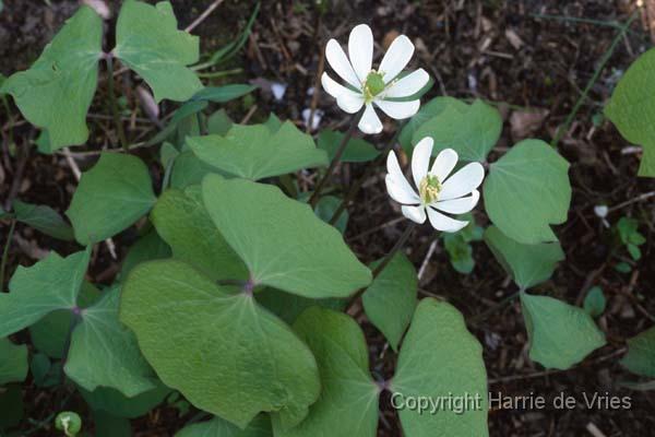 Jeffersonia diphylla