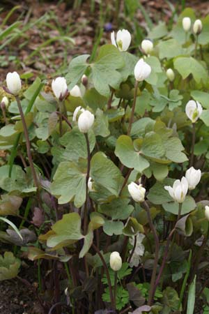 Jeffersonia diphylla
