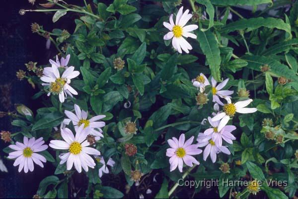 Kalimeris incisa 'Blue Star'