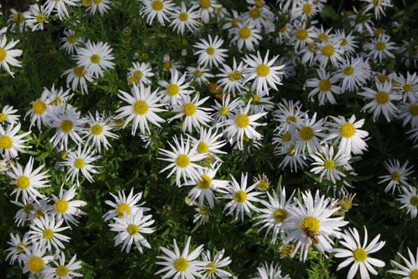Kalimeris mongolica 'Mon Jardin'