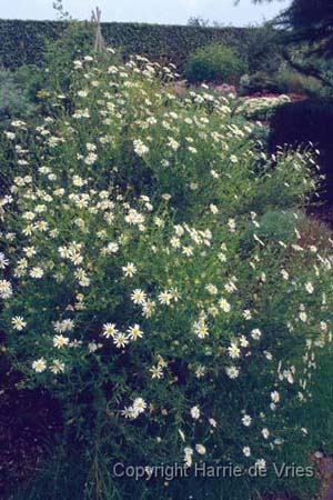 Kalimeris pinnatifida 'Hortensis'