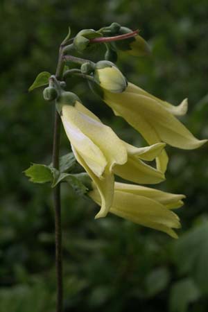 Kirengeshoma koreana