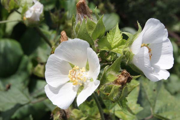Kitaibela vitifolia