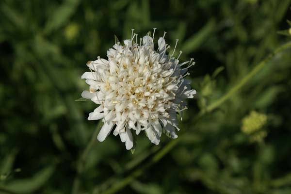Knautia arvensis 'Wallgrange White'