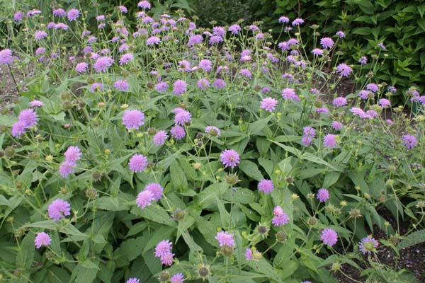 Knautia dipsacifolia