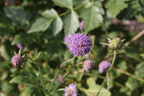 KNAUTIA longifolia