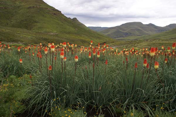 Kniphofia caulescens