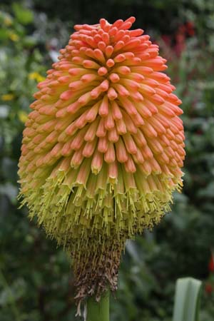 Kniphofia rooperi