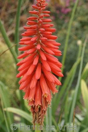 Kniphofia 'Wol's Red Seedling'