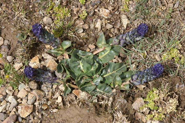 Lagotis