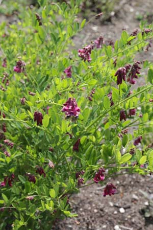 Lathyrus niger