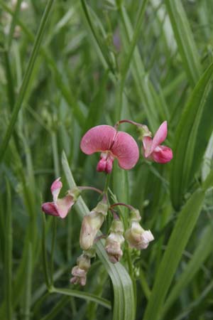 Lathyrus sylvestris ex 'Wagneri'
