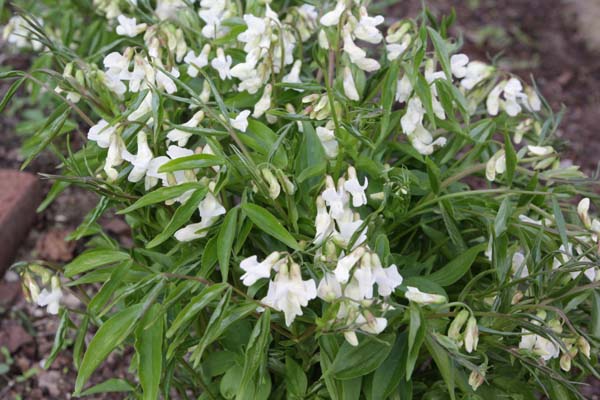 Lathyrus vernus 'Albiflorus'