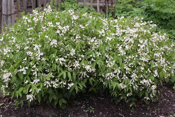 Lathyrus vernus 'Albiflorus'