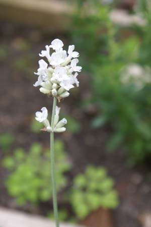 Lavandula angustifolia 'Blue Mount White'