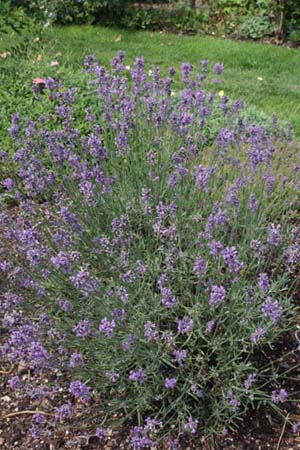 Lavandula angustifolia 'Royal Blue'