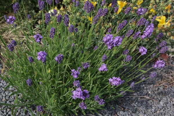 Lavandula angustifolia 'Thumbelina Leigh'
