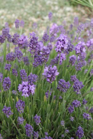 Lavandula angustifolia 'Thumbelina Leigh'