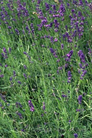Lavandula angustifolia 'Hidcote Blue' (Pagels)