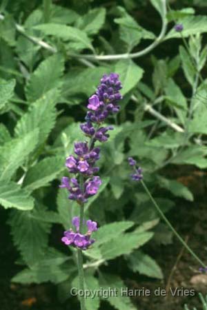 Lavandula angustifolia 'Hidcote Blue' (Pagels)