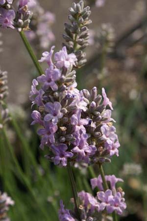 Lavandula angustifolia 'Miss Katherine'