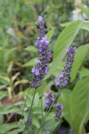 Lavandula x intermedia 'Phenomenal'