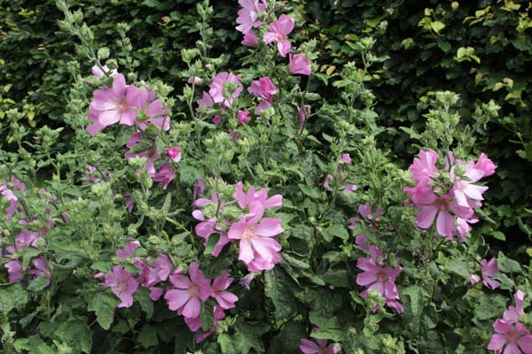 LAVATERA × clementii 'Barnsley'