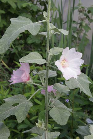 Lavatera 'Silver Barnsley'