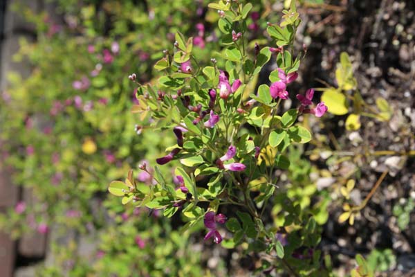 Lespedeza bicolor 'Yakushima'