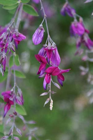LESPEDEZA thunbergii