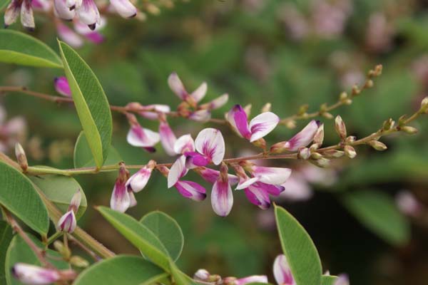 Lespedeza thunbergii 'Edo-shibori'