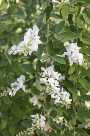 Lespedeza thunbergii 'White Fountain'