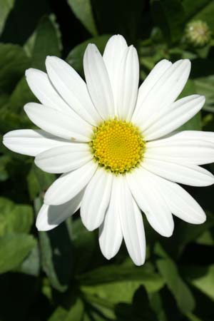 LEUCANTHEMUM x superba 'Becky'