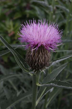 Leuzea centaurioides